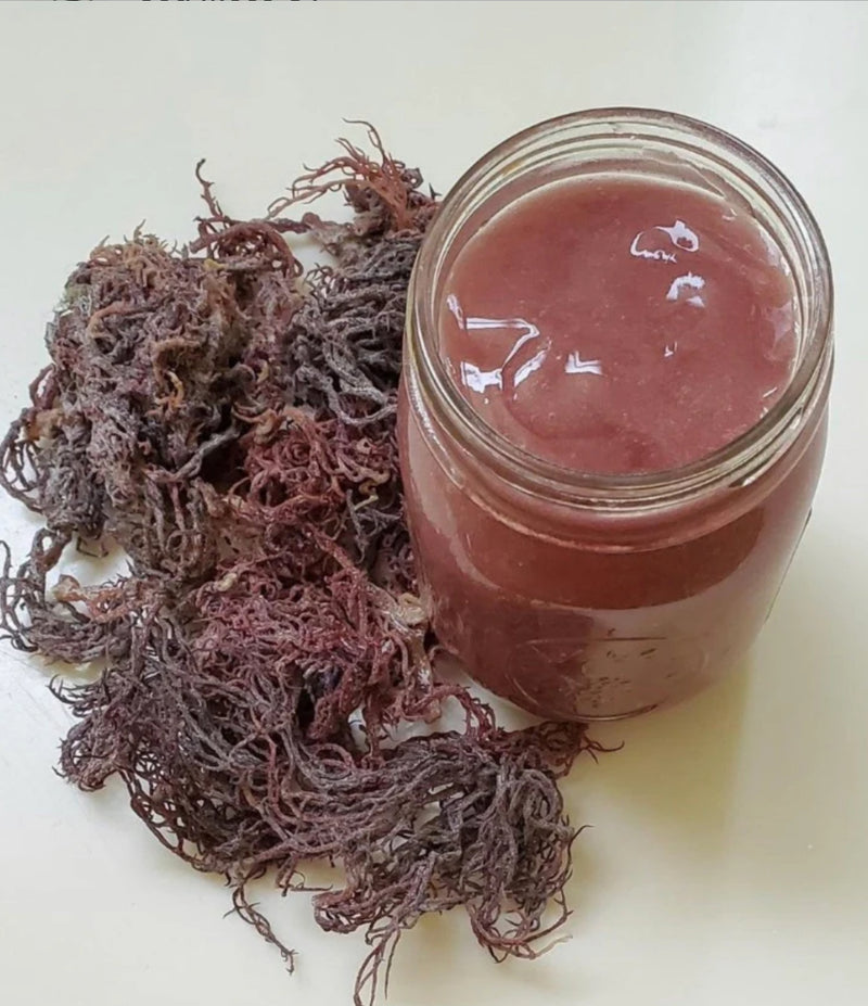 Purple Seamoss (Chondrus Crispus)