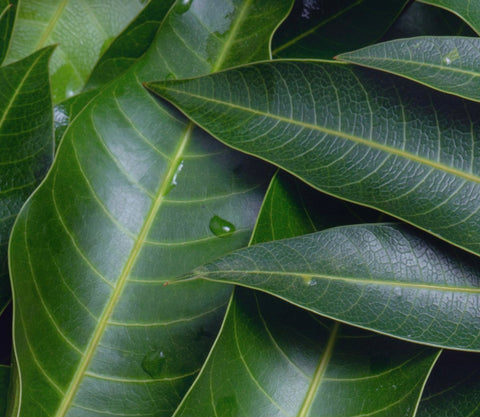 Mango leaves 50ct