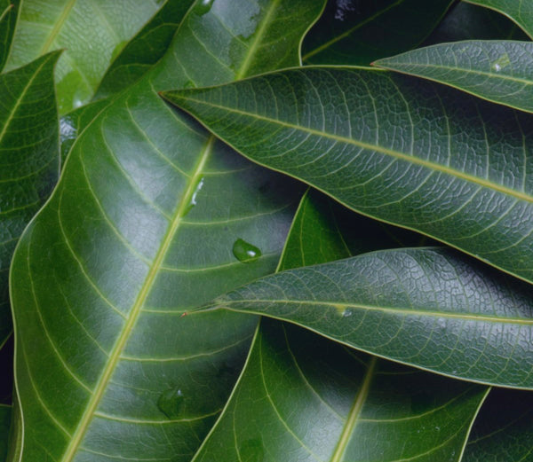 Mango leaves 75ct